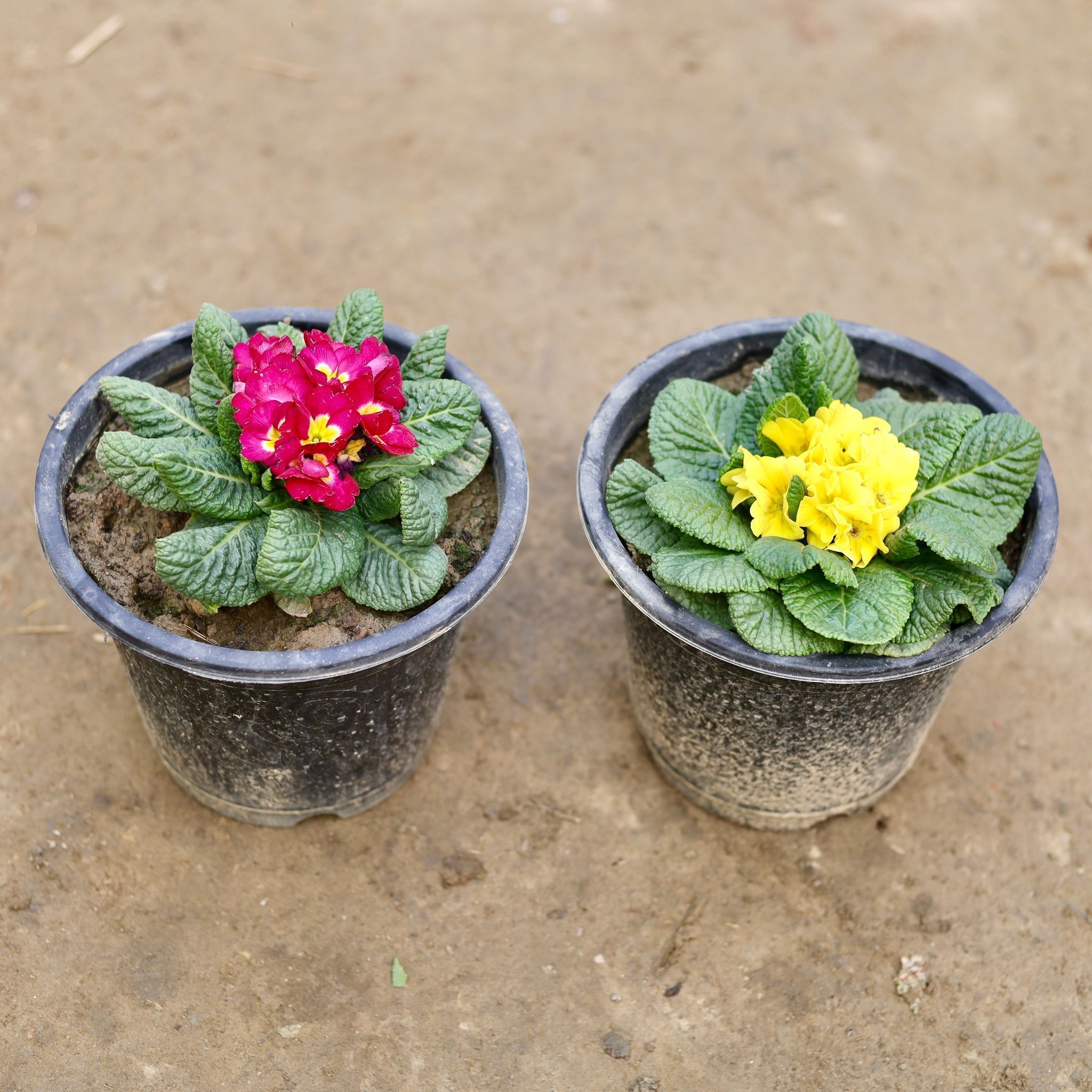 Set of 2 - Prime / Primula Rosea (any colour) in 8 Inch Nursery Pot