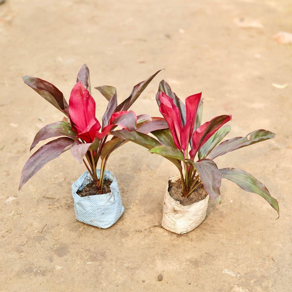 Buy Set of 2 - Dracaena Rosea in 5 Inch Nursery Bag Online | Urvann.com Set of 2 - Dracaena Rosea in 5 Inch Nursery Bag