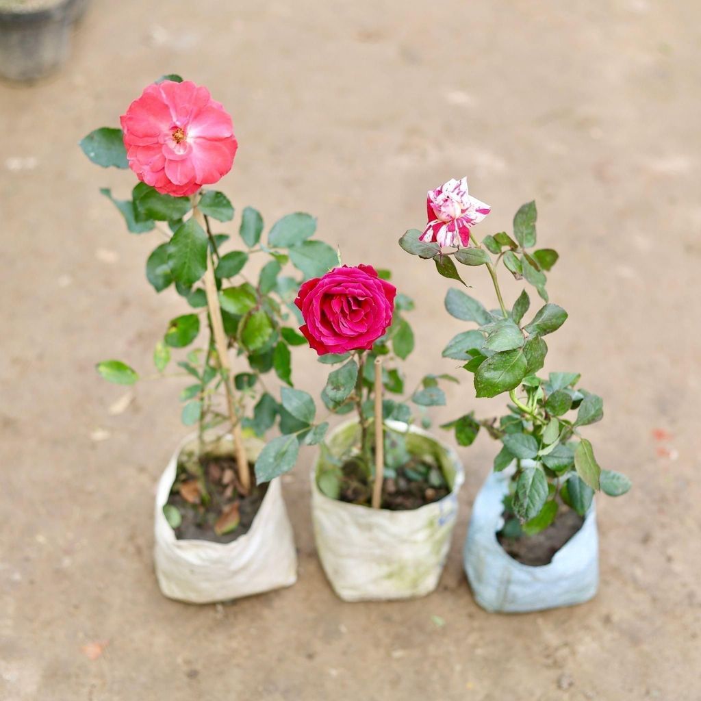 Buy Set of 3 - Roses (any colour) in 5 Inch Nursery Bag Online | Urvann.com Set of 3 - Roses (any colour) in 5 Inch Nursery Bag