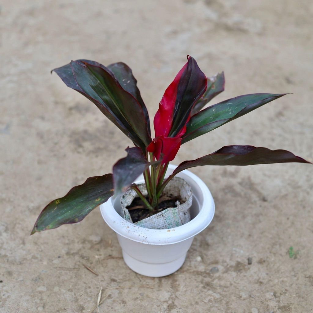 Buy Dracaena Rosea in 6 Inch Classy White Plastic Pot Online | Urvann.com Dracaena Rosea in 6 Inch Classy White Plastic Pot