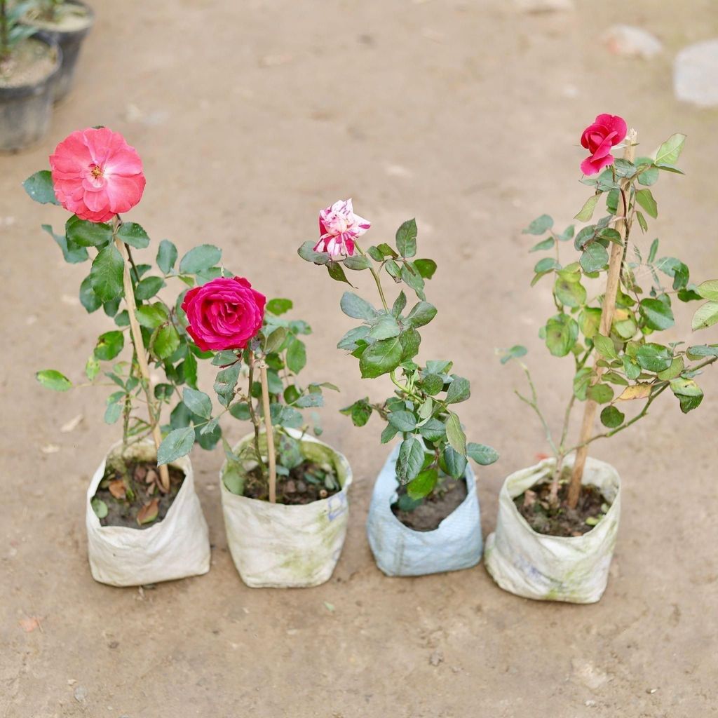 Buy Set of 4 - Roses (any colour) in 5 Inch Nursery Bag Online | Urvann.com Set of 4 - Roses (any colour) in 5 Inch Nursery Bag