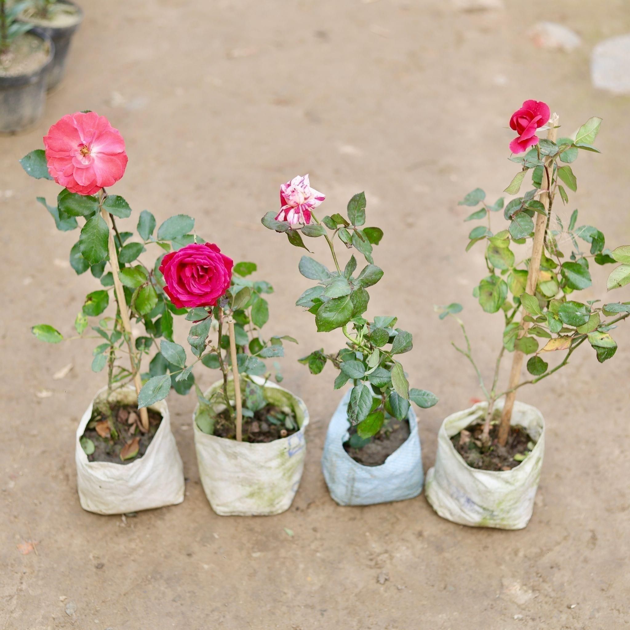 Set of 4 - Roses (any colour) in 5 Inch Nursery Bag