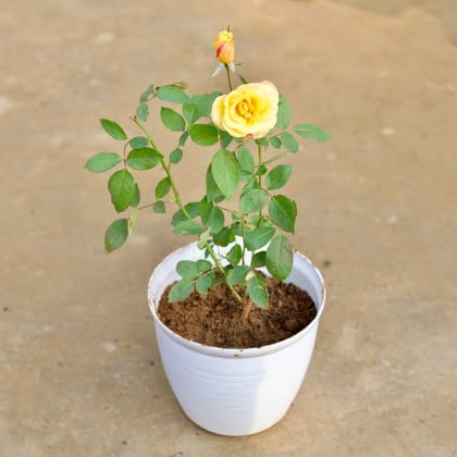 Rose / Gulab (any colour) in 8 Inch White Marble Premium Milo Round Plastic Pot