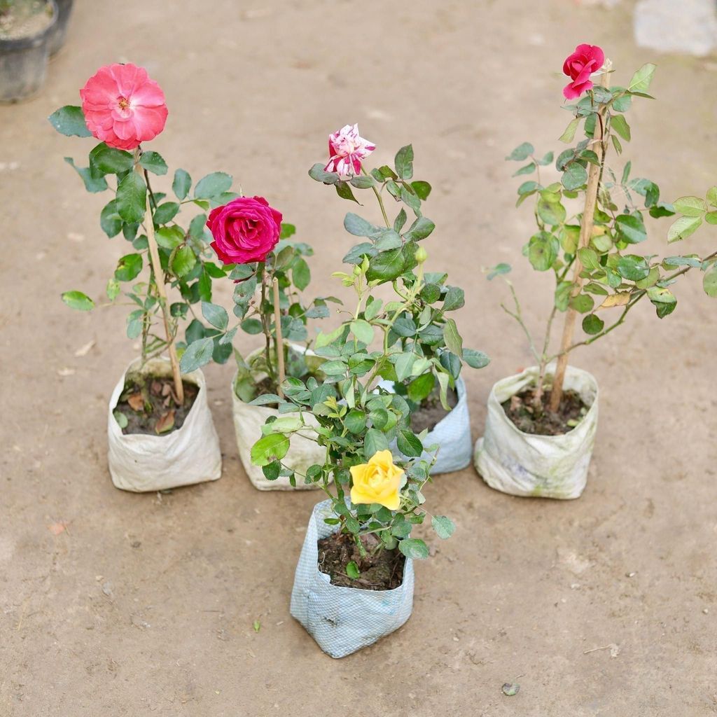 Buy Set of 5 - Roses (any colour) in 5 Inch Nursery Bag Online | Urvann.com Set of 5 - Roses (any colour) in 5 Inch Nursery Bag