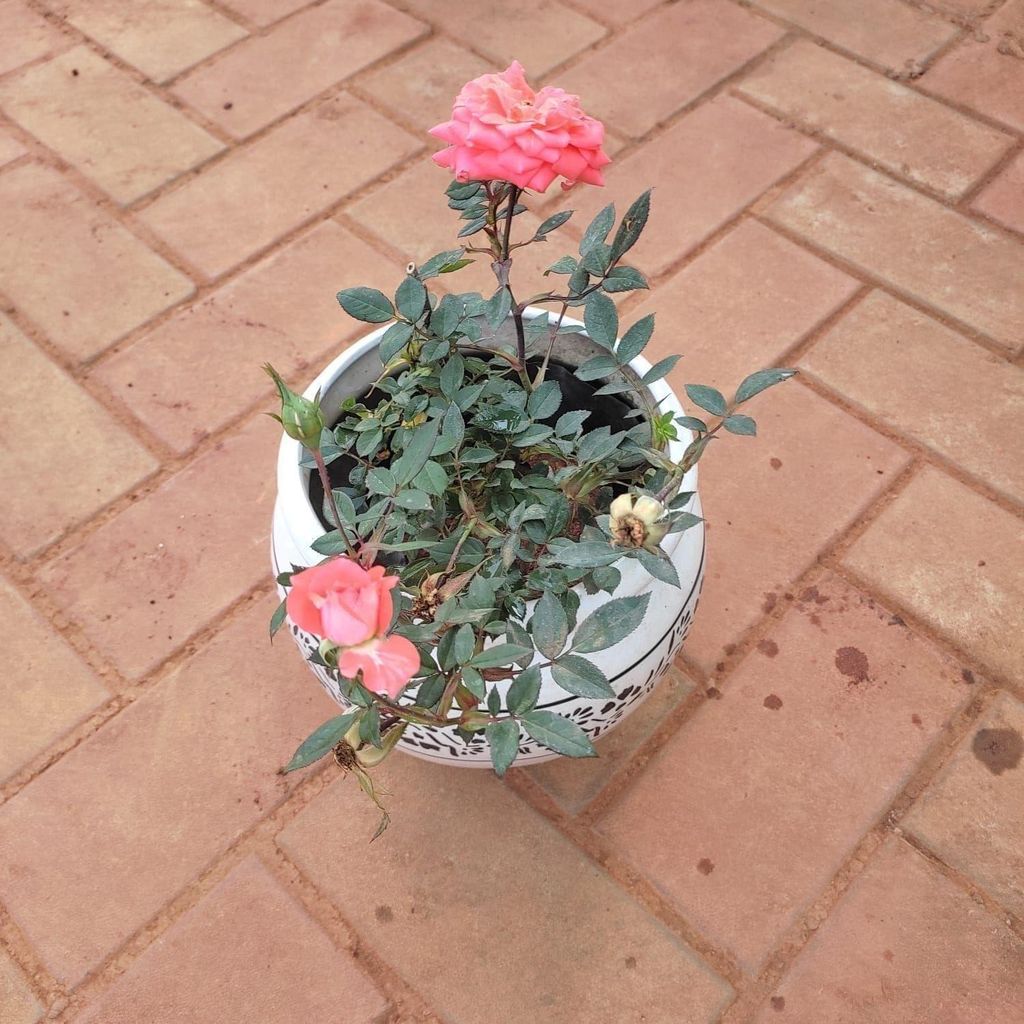 Rose Pink in 7 Inch Classy White Ceramic Matki Pot (any design)