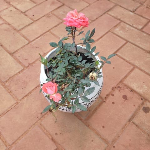 Rose Pink in 7 Inch Classy White Ceramic Matki Pot (any design)