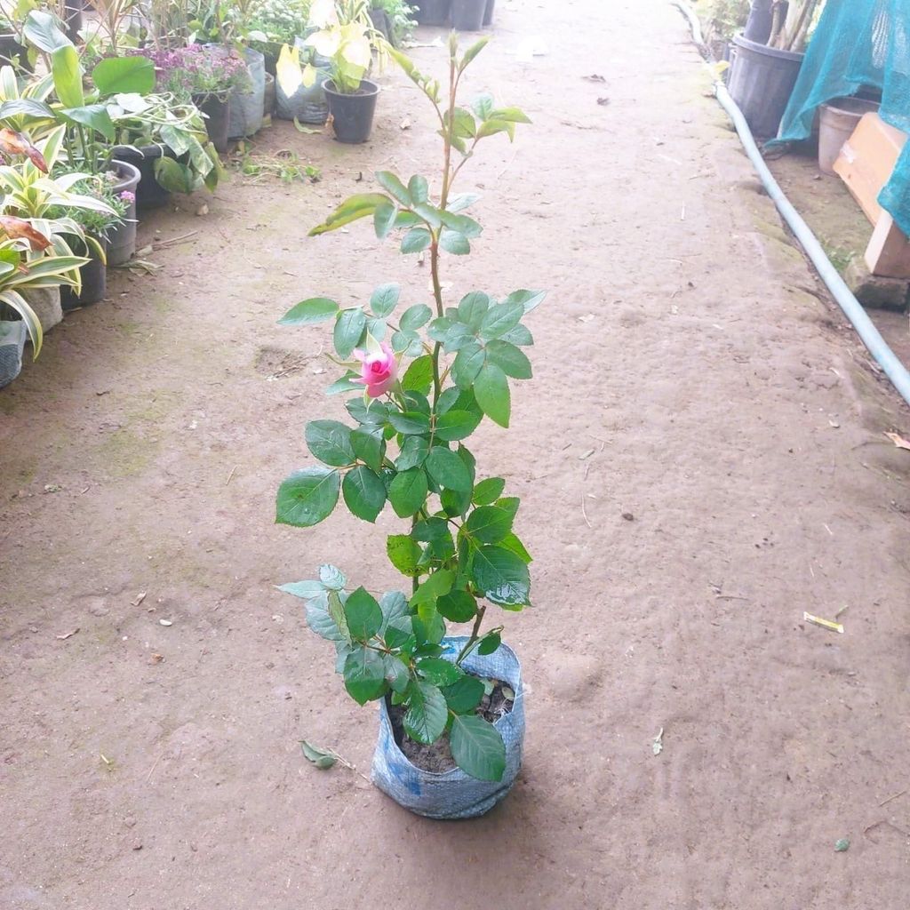 Rose Any color in 6 Inch Nursery Bag