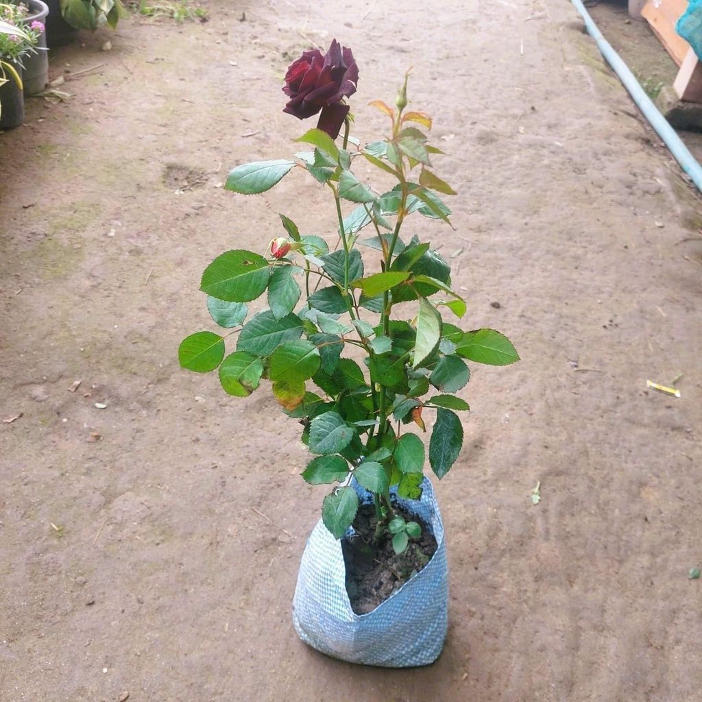 Buy Rose Dark Red in 6 Inch Nursery Bag Online | Urvann.com Rose Any color in 6 Inch Nursery Bag