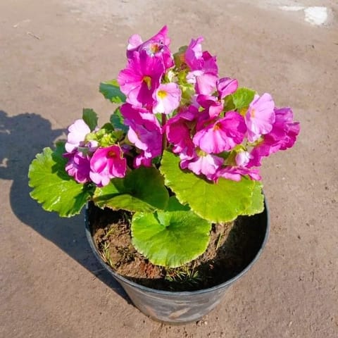 German Prime Rosea /Primula Rosea (any colour) in 5 Inch Nursery pot