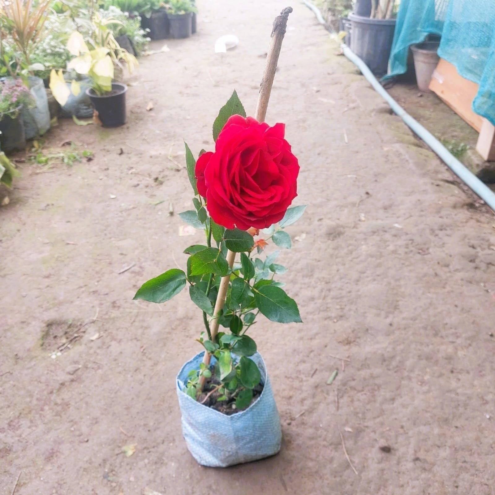 Rose any colour in 6 Inch Nursery Bag