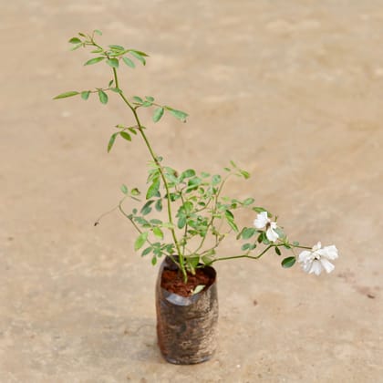 Buy Button Rose White in 3 inch Nursery Bag Online | Urvann.com
