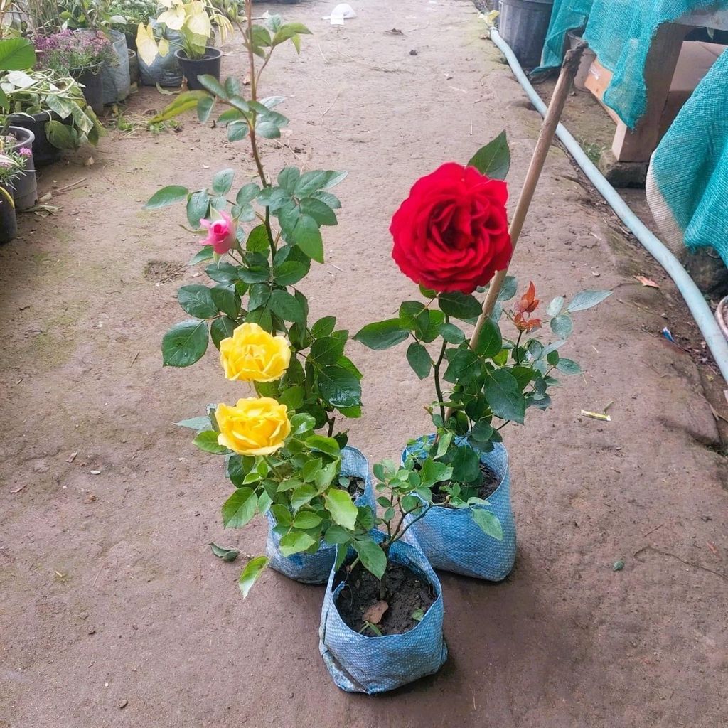 Set of 3 - Rose (multicolours) in 6 Inch Nursery Bag