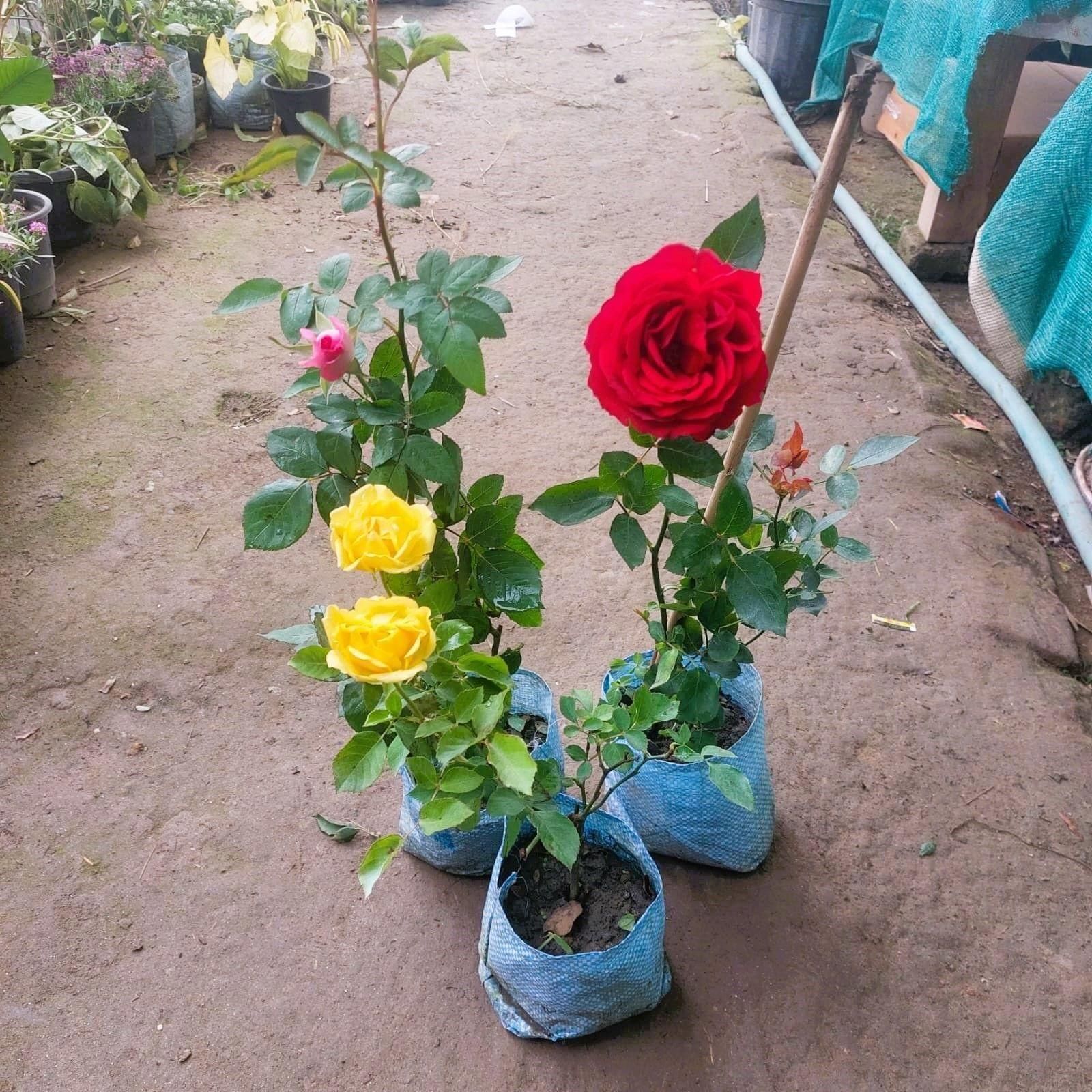 Set of 3 - Rose (multicolours) in 6 Inch Nursery Bag