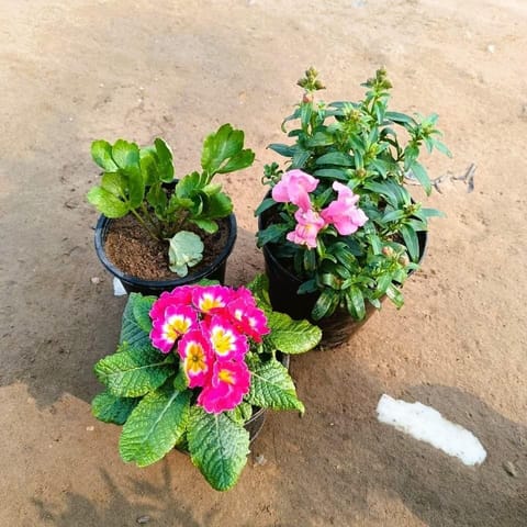 Set of 3 - Prime rosea / Primula Rosea, Ranunculus and Dog flower any colour in 6 Inch Nursery Pot