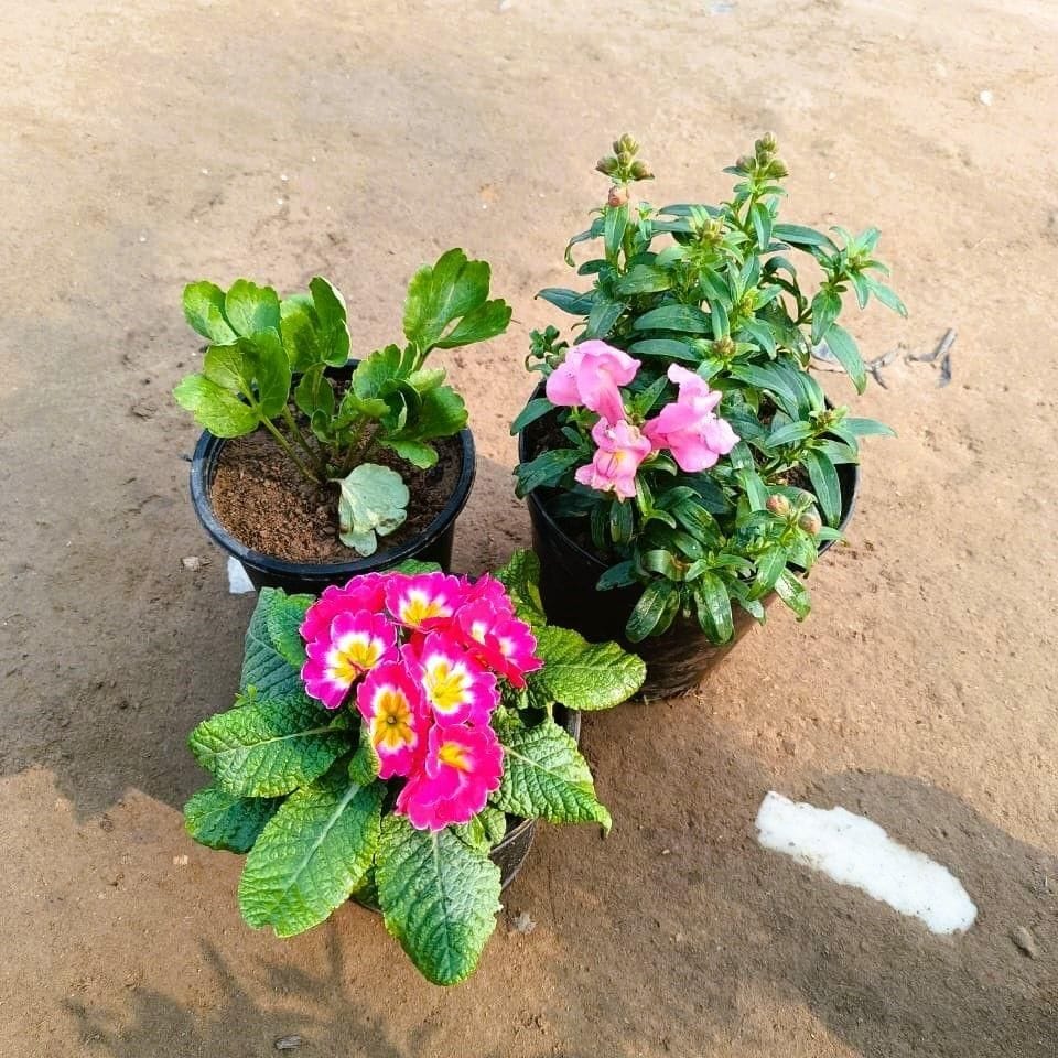Set of 3 - Prime rosea / Primula Rosea, Ranunculus and Dog flower any colour in 6 Inch Nursery Pot
