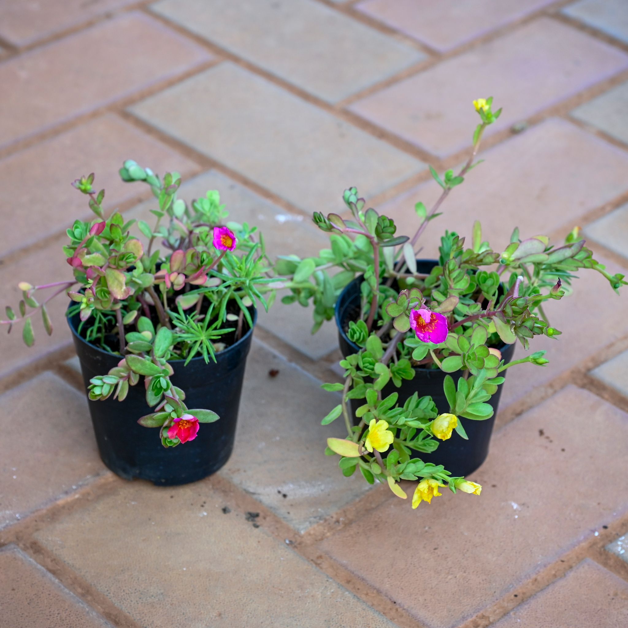 Set of 2 - Moss Rose (any colour) in 4 Inch Nursery Pot