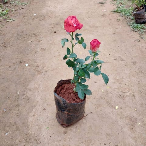 English Rose (any colour) in 6 Inch Nursery Bag