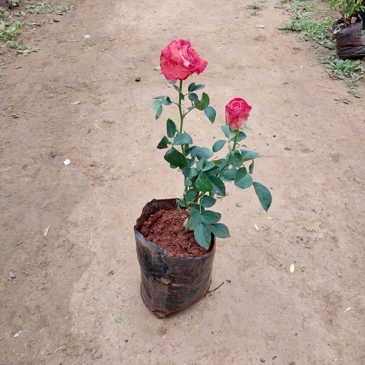 English Rose (any colour) in 6 Inch Nursery Bag