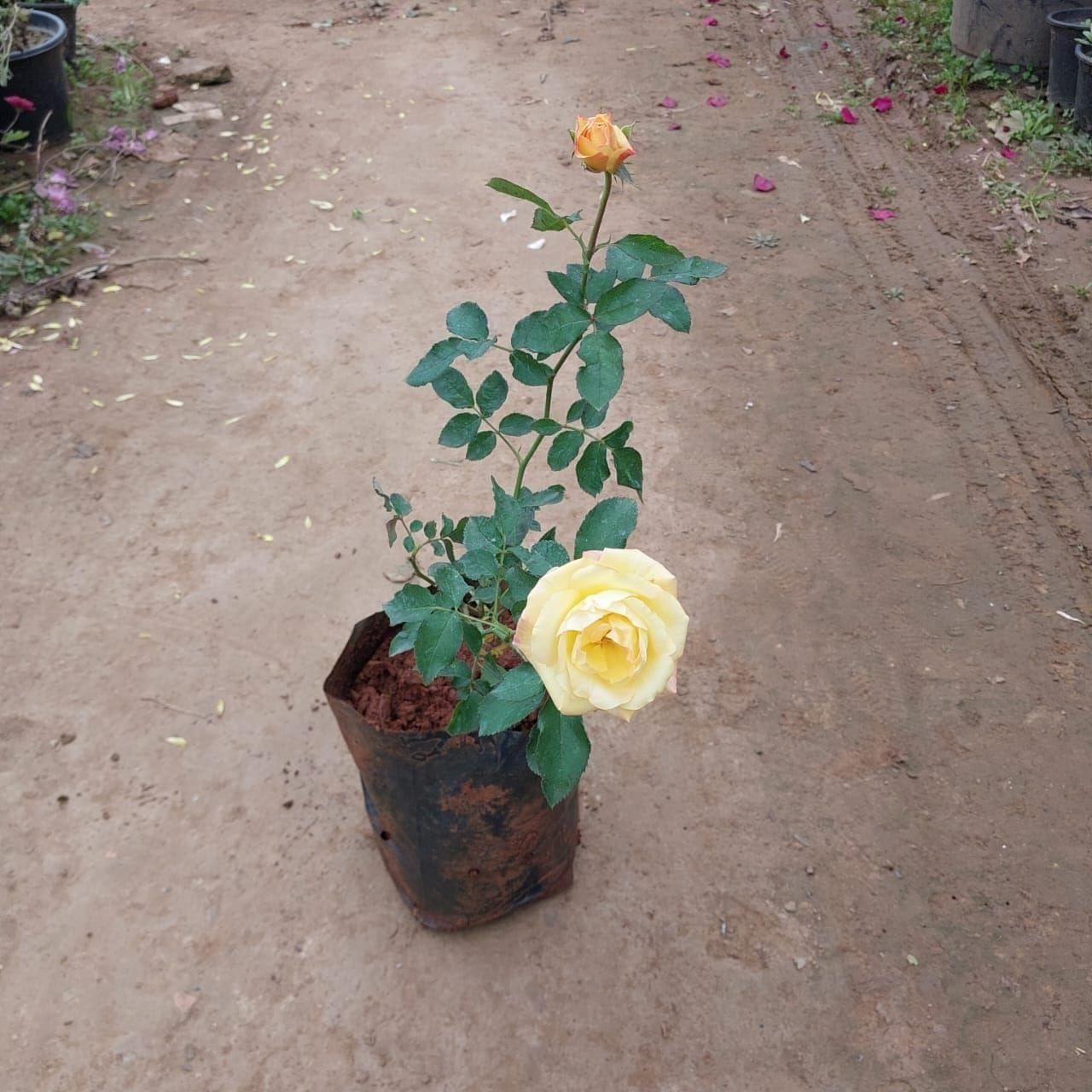 English Rose Yellow in 6 Inch Nursery Bag