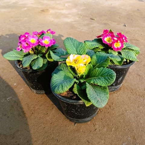 Set of 3 - Prime rosea /Primula Rosea (any colour) in 5 Inch Nursery Pot