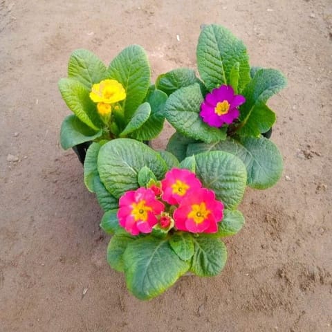 Set of 3 - Prime Rosea / Primula Rosea (any colour) in 3 Inch Nursery Bag