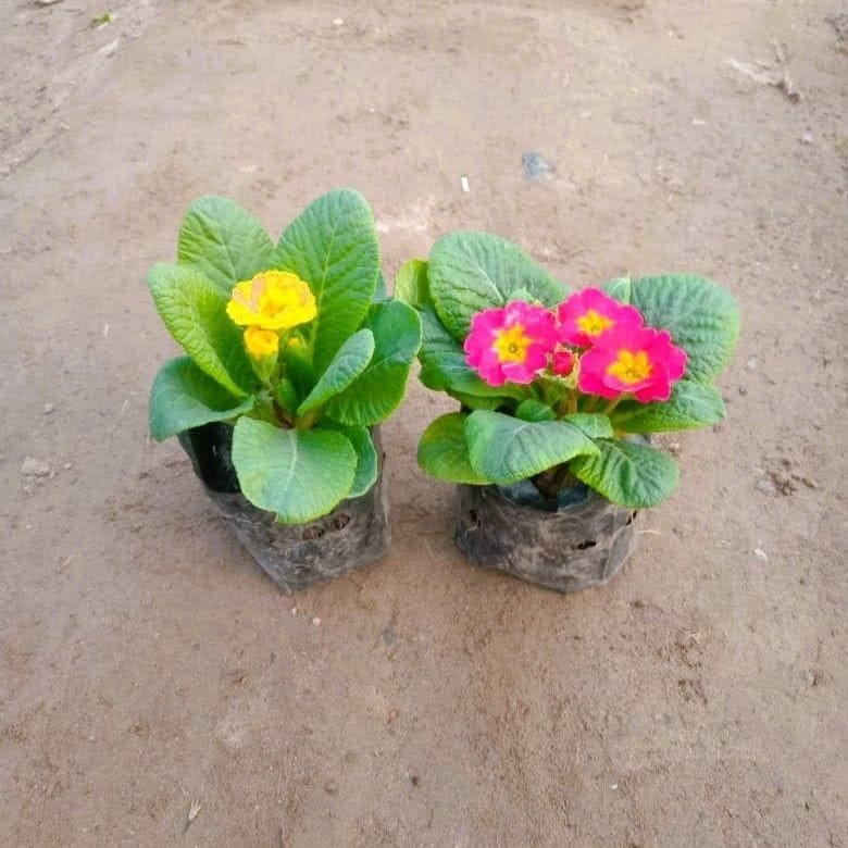 Set of 2 - Prime Rosea / Primula Rosea (Any Colour) in 3 Inch Nursery Bag