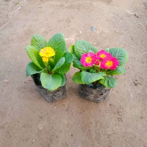 Set of 2 - Prime Rosea / Primula Rosea (Any Colour) in 3 Inch Nursery Bag