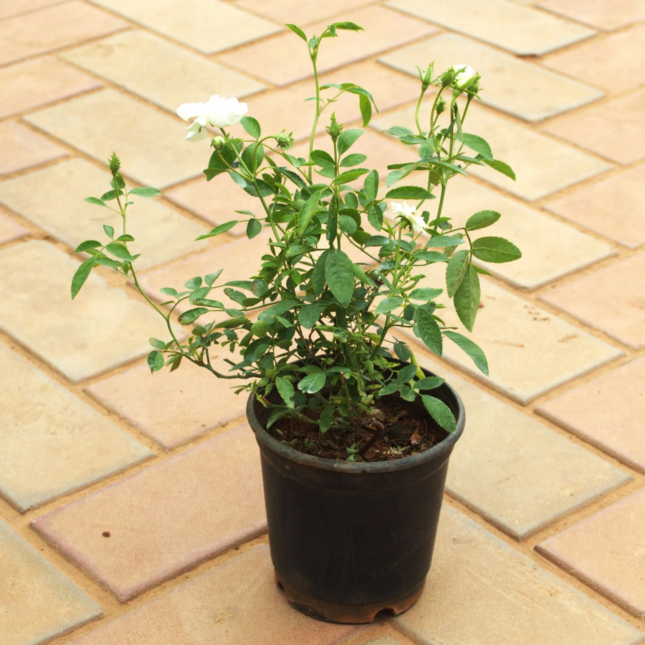 Rose White in 5 Inch Nursery Pot