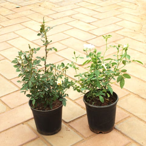 Set of 2 - Rose (Pink & White) in 5 Inch Nursery Pot