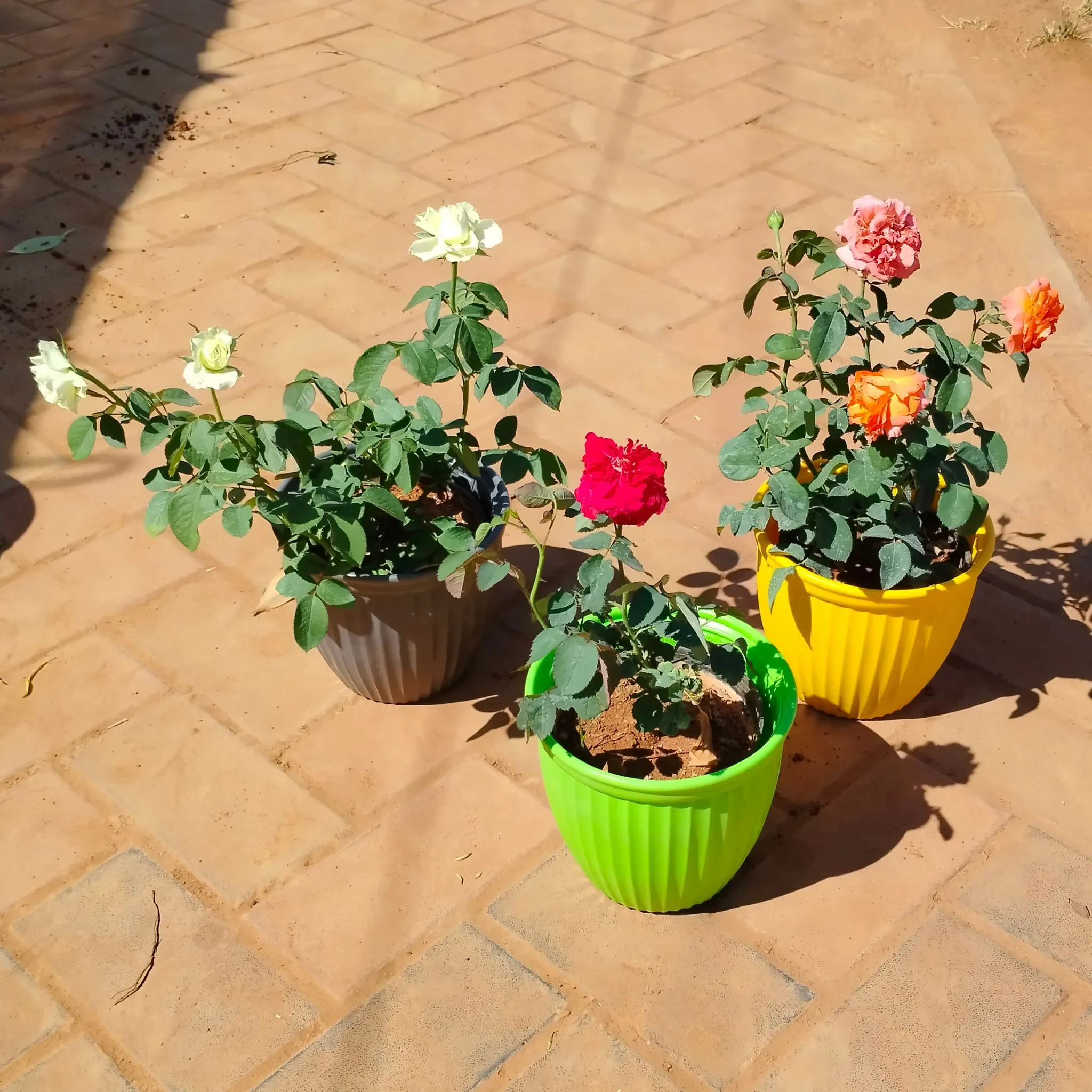 Set of 3 - Rose / Gulab (White, Orange & Red) in 8 Inch Multicolour Premium Lotus Plastic Pot