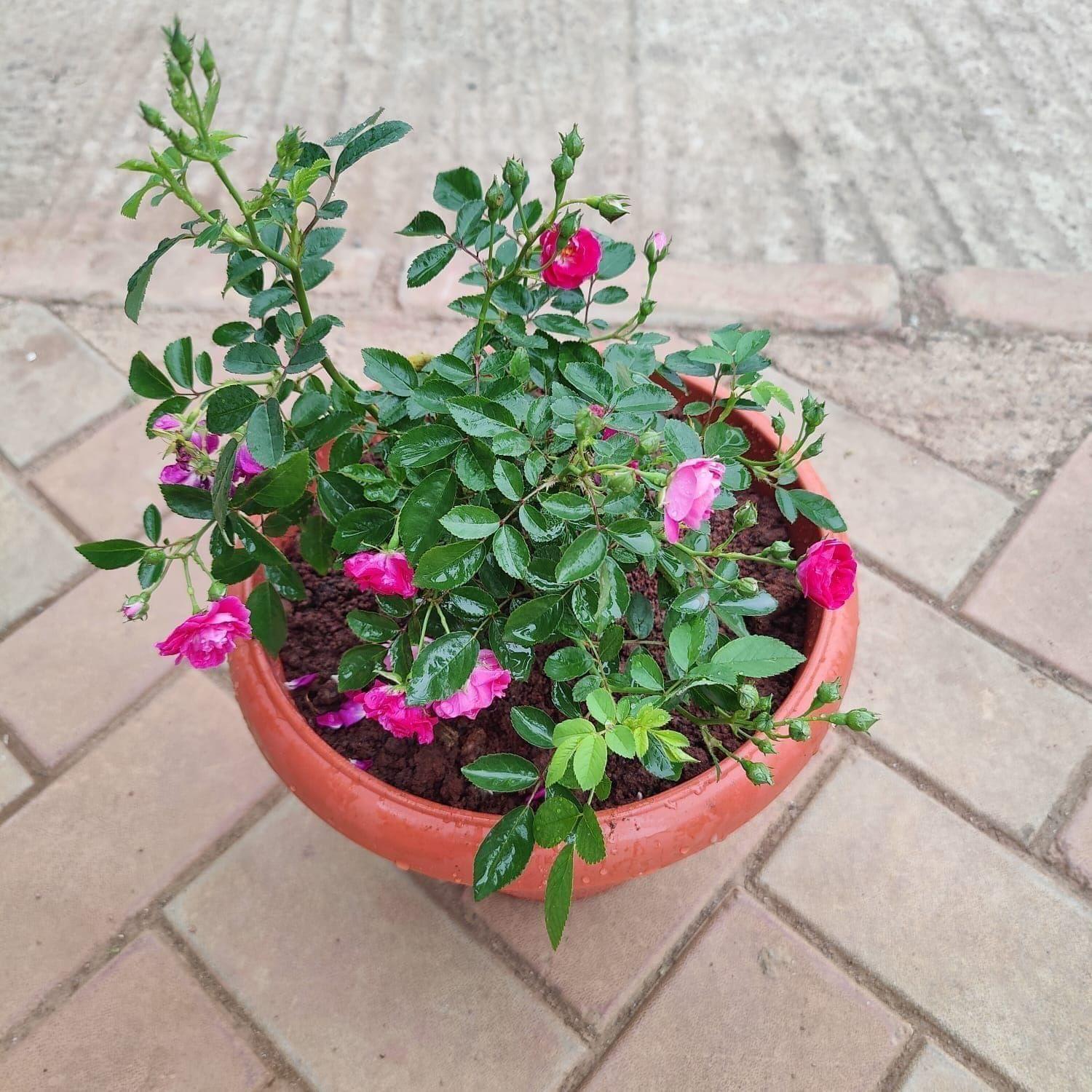 Button Rose Pink in 10 Inch Nursery Pot