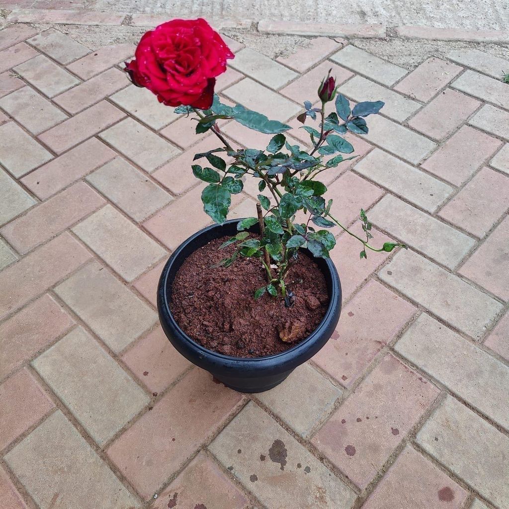 Buy Rose Desi Red in 10 Inch Black Plastic Pot Online | Urvann.com Rose Desi Red in 10 Inch Black Nursery Pot