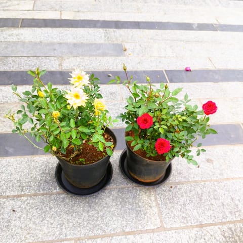 Set of 2 - Rose (Yellow & Red) in 5 Inch Live Plant Nursery Pot