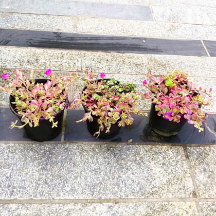 Buy Set of 3 - Table Rose (any colour) in 4 Inch Nursery Pot in 5 Inch Nursery Bag Online | Urvann.com