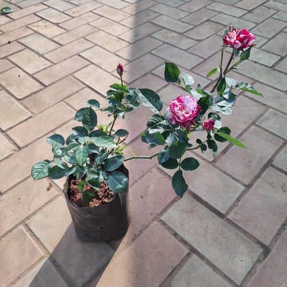 Buy Rose Vareigated (any colour) in 6 Inch Nursery Bag Online | Urvann.com