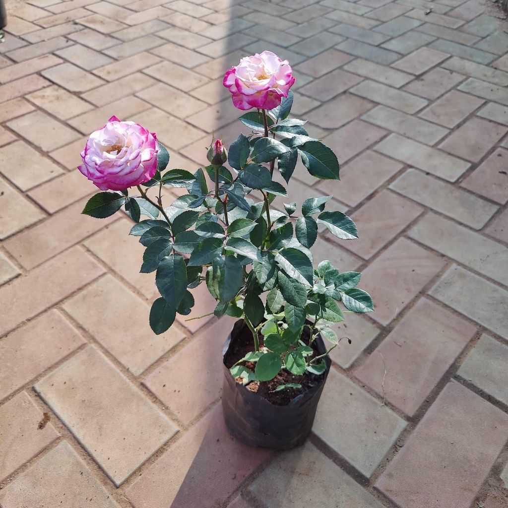 Buy Desi Dual Colour Rose (any colour) in 5 Inch Nursery Bag Online | Urvann.com Desi Dual Colour Rose (any colour) in 5 Inch Nursery Bag