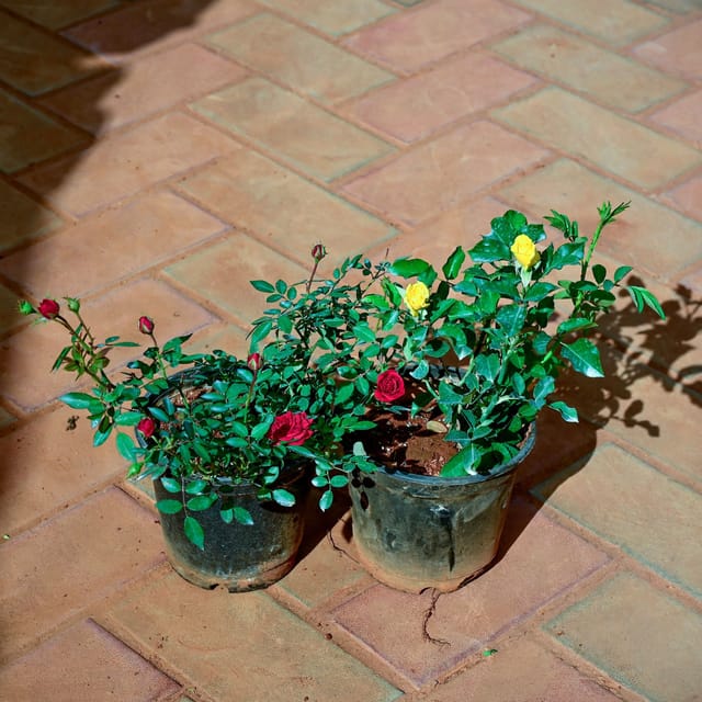 Set of 2 - Rose (Red & Yellow) in 6 Inch Nursery Pot