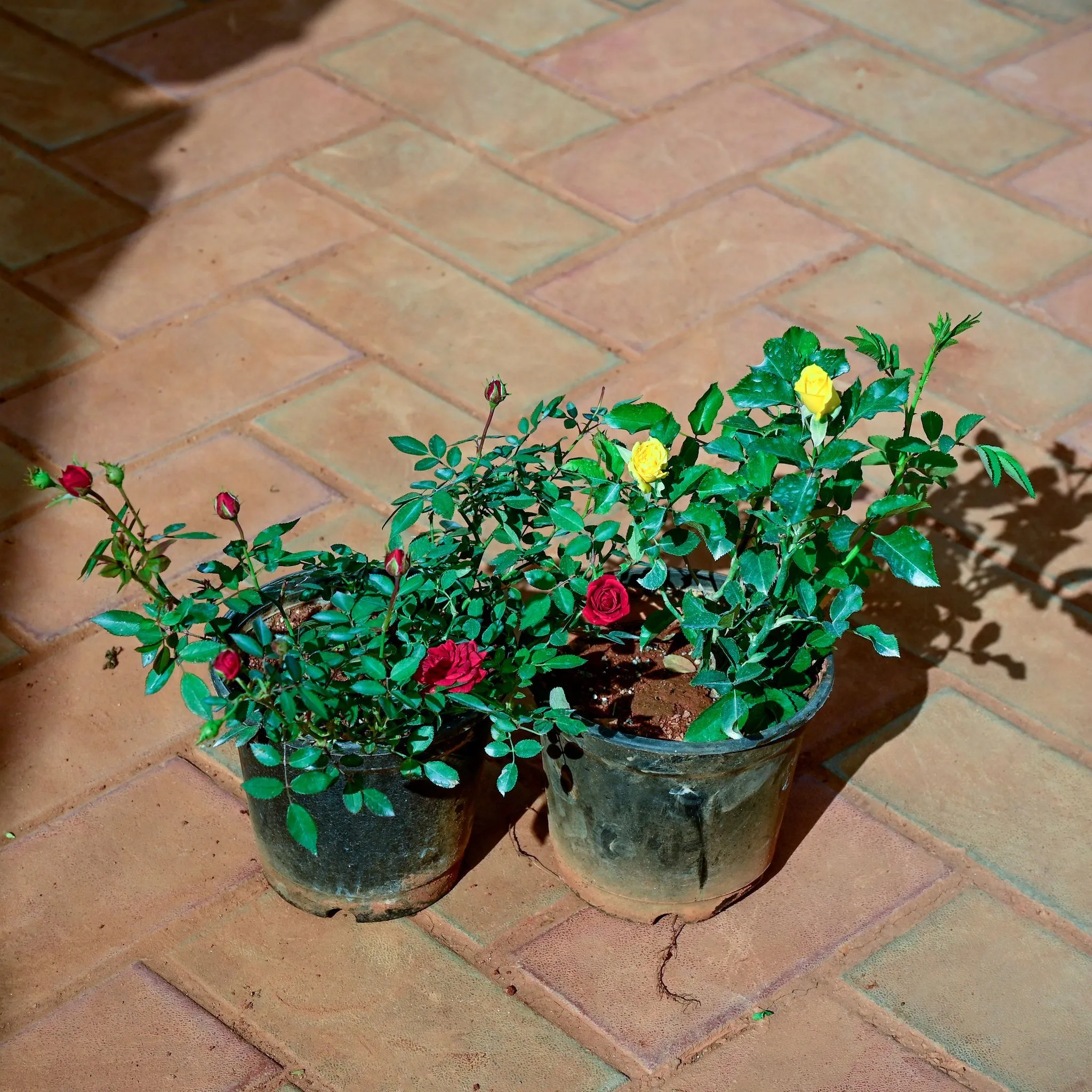 Set of 2 - Rose (Red & Yellow) in 6 Inch Nursery Pot
