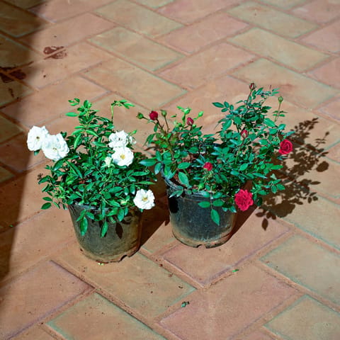 Set of 2 - Rose (Red & White) in 6 Inch Nursery Pot