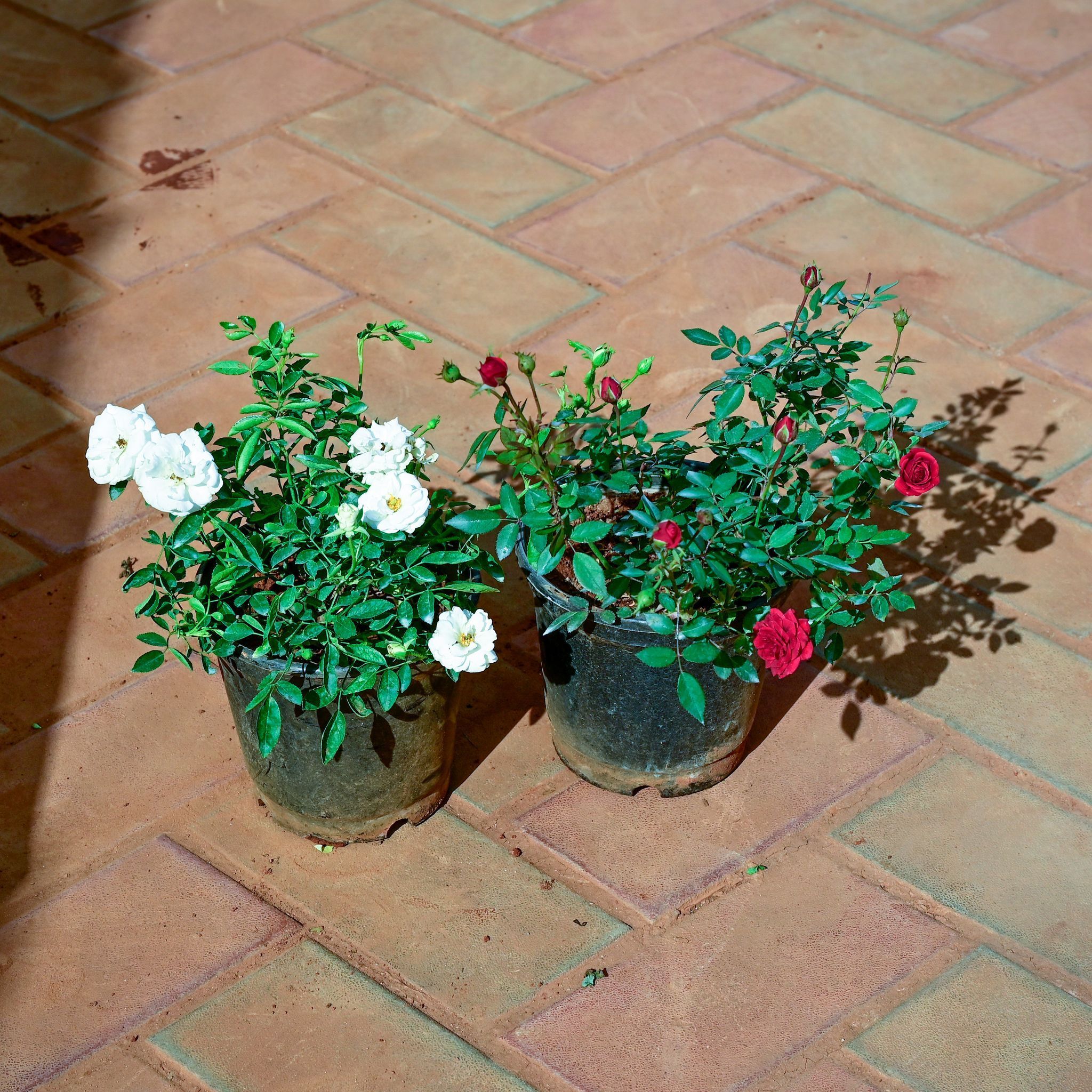 Set of 2 - Rose (Red & White) in 6 Inch Nursery Pot
