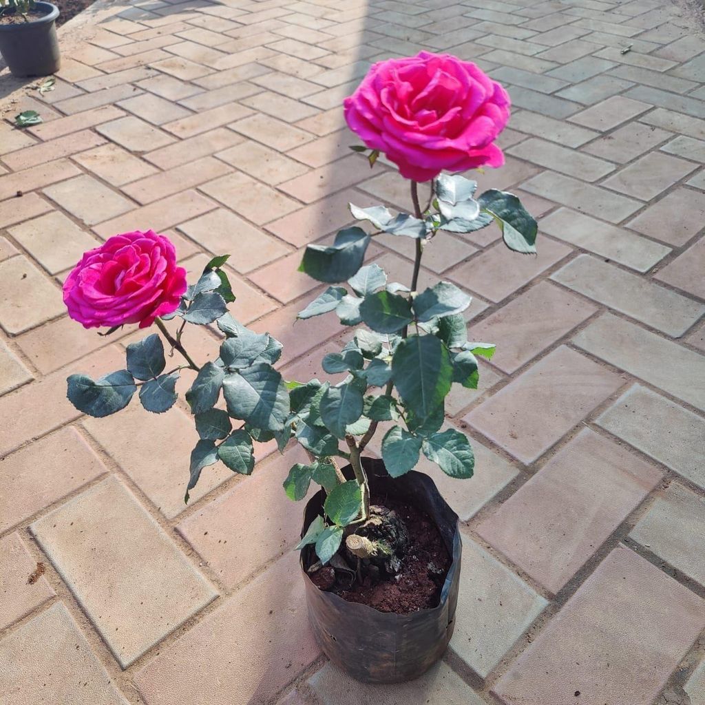 Buy Rose Pink in 6 Inch Nursery Bag Online | Urvann.com Rose Pink in 6 Inch Nursery Bag