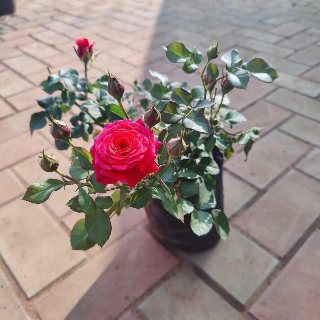 Buy Desi Pink Red Rose in 6 Inch Nursery Bag Online | Urvann.com Desi Red Rose in 6 Inch Nursery Bag