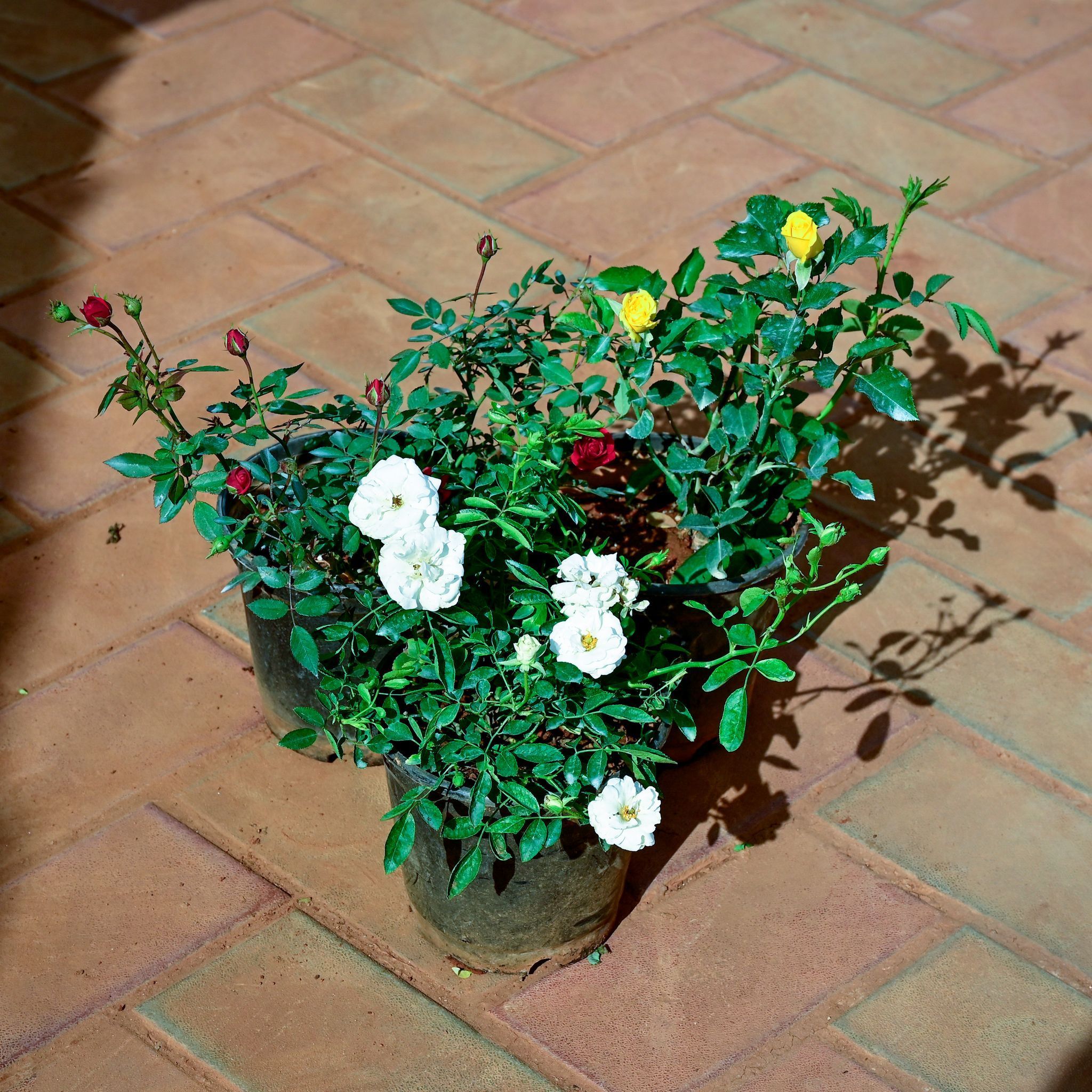 Set of 2 - Rose (White, Red ) in 6 Inch Nursery Pot