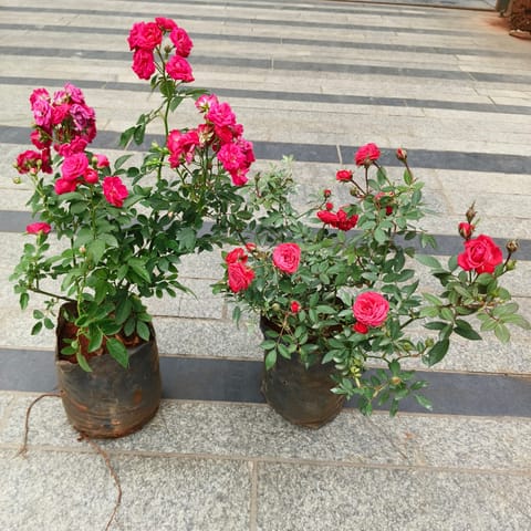 Set of 2 - Button Rose (Red & pink) in 5 Inch Live Plant Nursery Bag