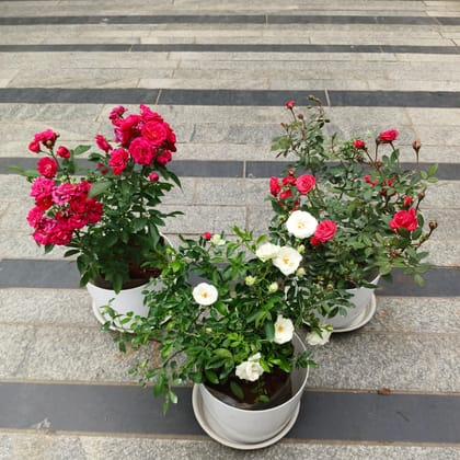 Set of 3 - Button Rose (Pink, White & Red) in 7 Inch Premium White Sphere Plastic Pot with Tray