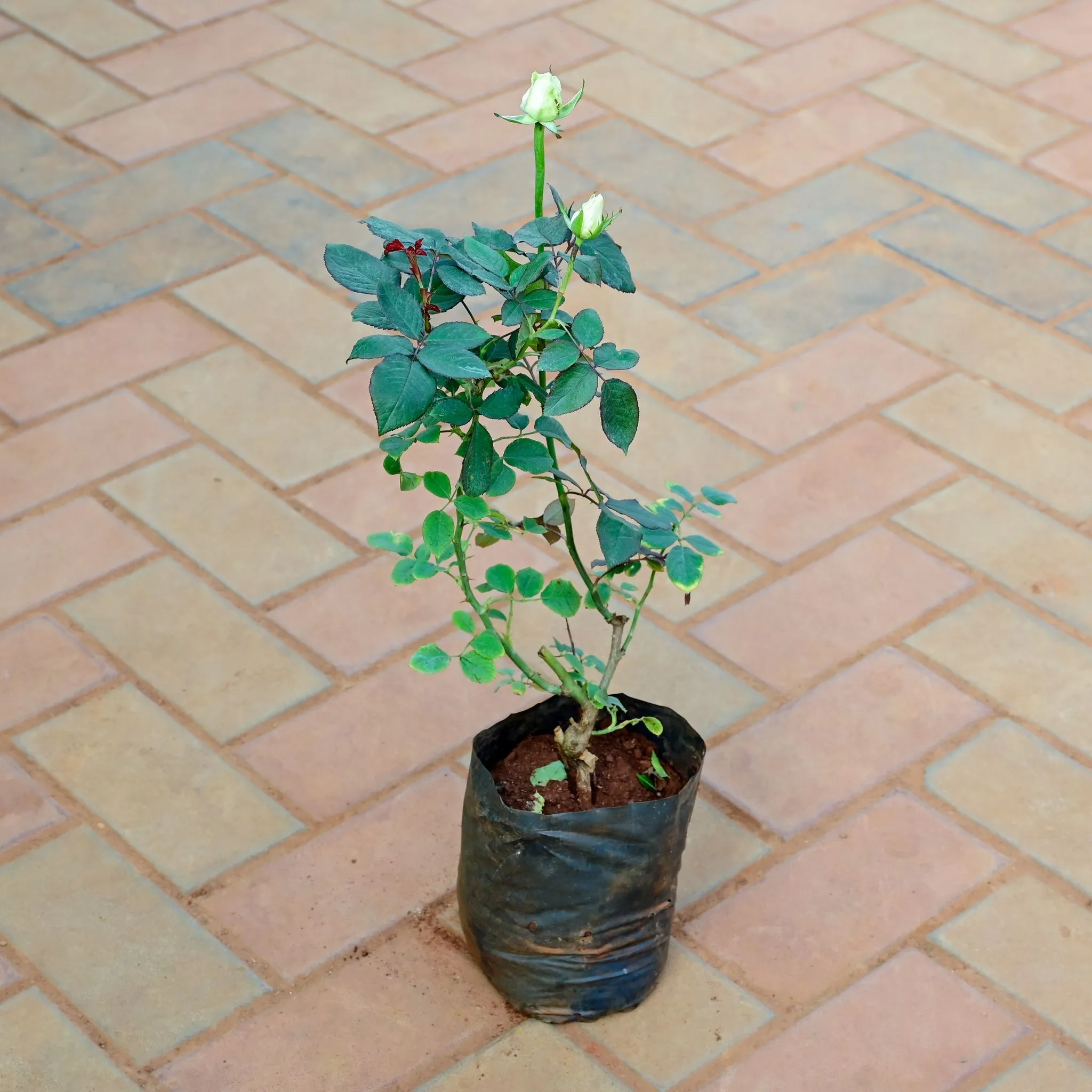 Rose White in 6 Inch Nursery Bag