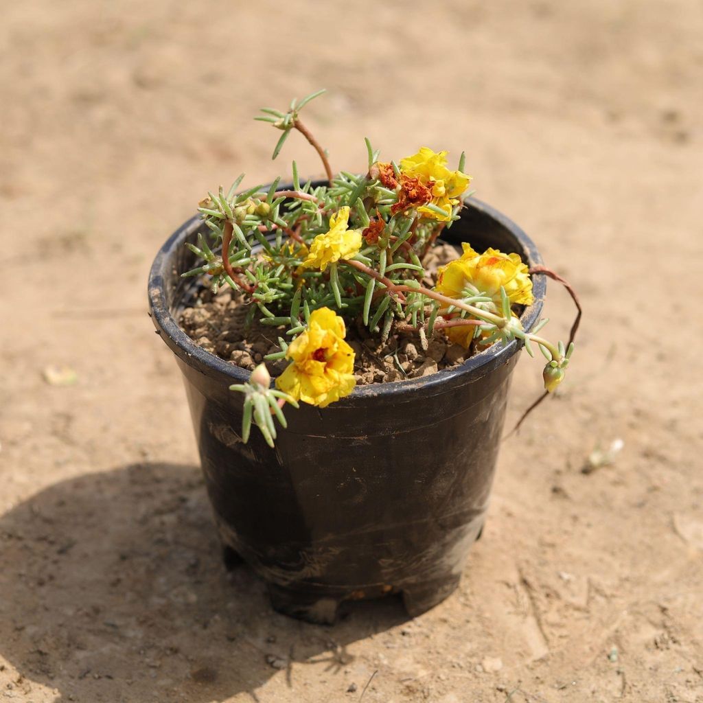 Buy Portulaca Moss Rose (any colour) in 4 Inch Plastic Pot Online | Urvann.com Portulaca Moss Rose (any colour) in 4 Inch Nursery Pot