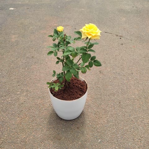 Rose Yellow in 6 Inch Premium Plastic Pot (any colour)