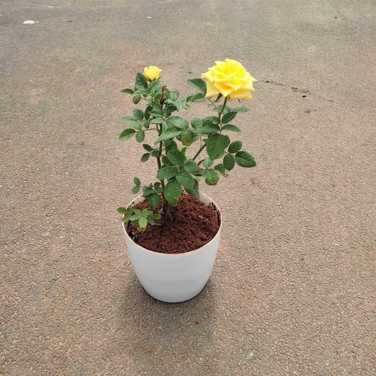 Rose Yellow in 6 Inch Premium Plastic Pot (any colour)