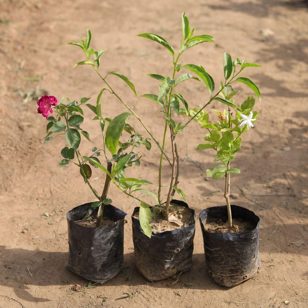 Buy Set of 3 - Raat ki Rani, Desi Rose & Mogra (any colour) in 4 Inch Nursery Bag Online | Urvann.com Set of 3 - Raat ki Rani, Desi Rose & Mogra (any colour) in 4 Inch Nursery Bag